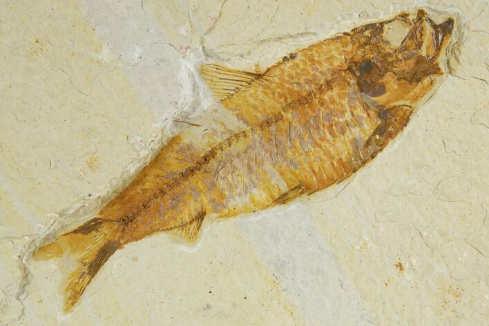Detailed Fossil Fish (Knightia) - Wyoming #320369